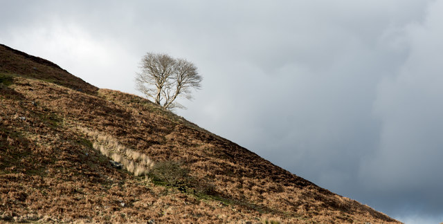 Lone tree (or trees) on slope above Beldon Cleugh