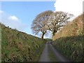 Minor road north of West Alvington Wood