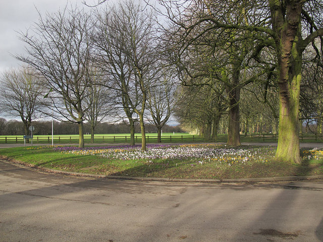 Temple Newsam - roundabout with crocuses