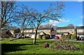 Street trees in Sheffield are under threat