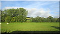 Cattle pasture near Fisherton