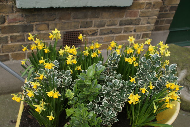 View of daffodils in Postman's Park