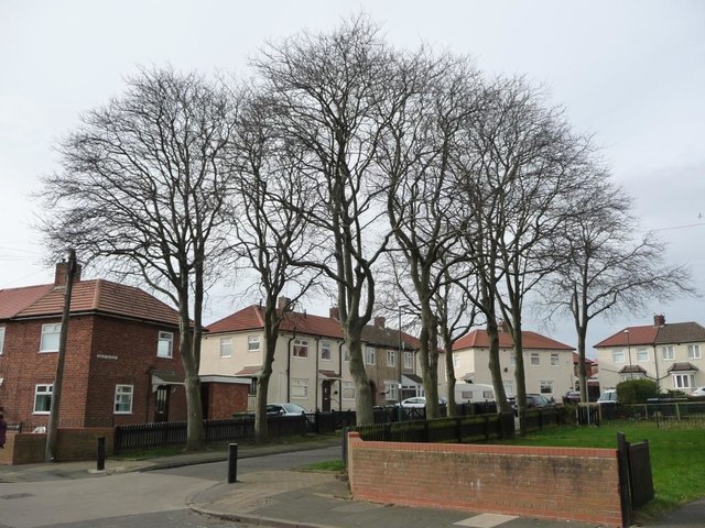 Trees on Dunlop Crescent