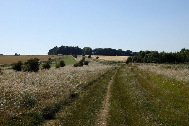 Ridgeway and gallops on East Hendred Down