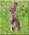 TQ7818 : Rabbit on red alert in Churchland Fields by Patrick Roper
