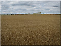 Ripe barley field