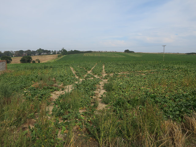 Sugar beet field near Mundesley