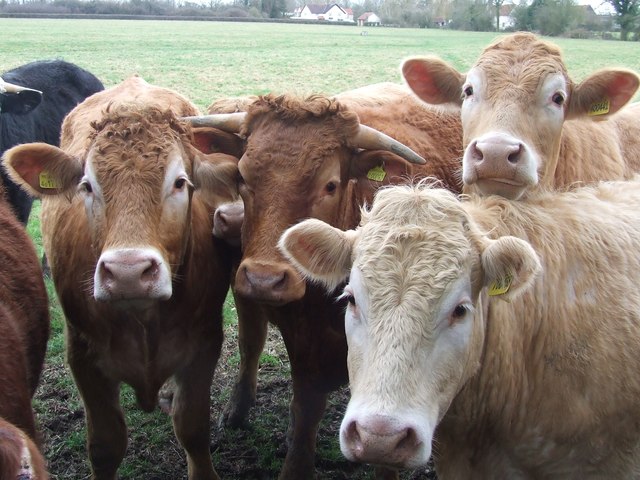 Young Cattle © Keith Evans :: Geograph Britain and Ireland