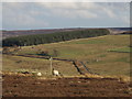 NY8855 : Moorland above Westburnhope by Mike Quinn