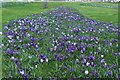 Crocuses, Girvan