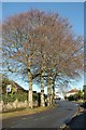 Trees, Shiphay Lane