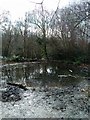 Pond in Highwoods, Bexhill