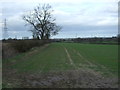 Young crop field and hedgerow