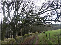 SX7280 : Path by woodland near Natsworthy by David Smith