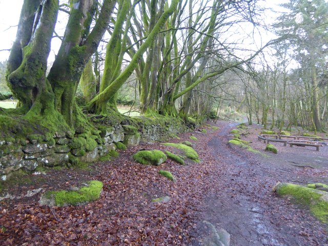 Wall with trees, Heatree Activity Centre