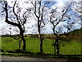 Trees, Mullanmore