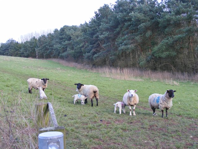 Feeding at Nore Hill