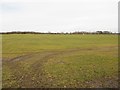 Arable field at Longhirst Colliery