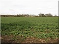 Arable field west of Old Moor farm