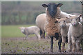 Witheridge : Grassy Field & Sheep