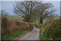 SS8114 : North Devon : Country Lane by Lewis Clarke