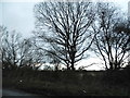 Trees by Goatswood Lane, Noak Hill