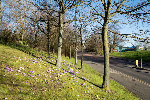 Bank with crocuses and trees