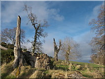 NH7965 : Storm damaged trees above McFarquhar's Bed by Julian Paren