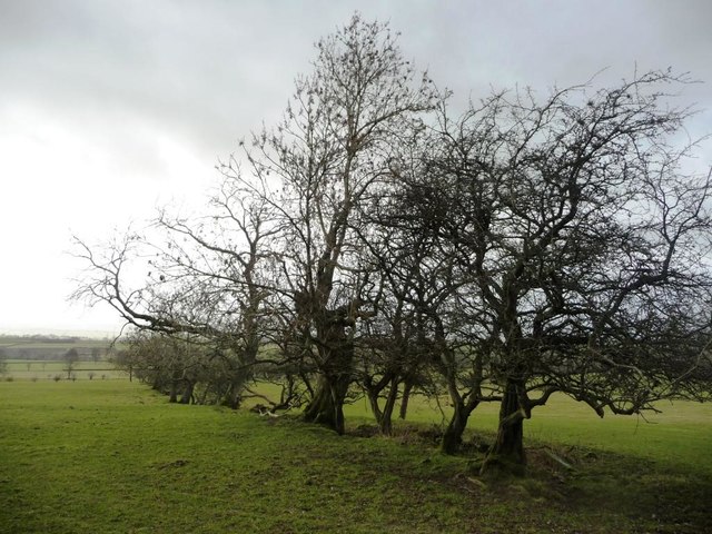 Trees along a former field boundary, west of Hurning Lane