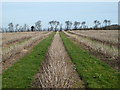 Winter field, South Street, Boughton-under-Blean