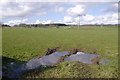 Grassland, Stapleton Grange