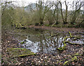 Small pond in the Wood Close Plantation