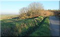 Corner of wood, Cranford Moor