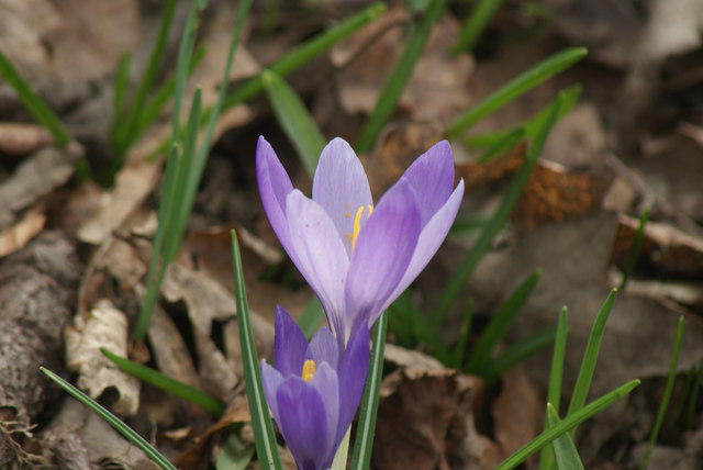 View of a crocus in Warley Place