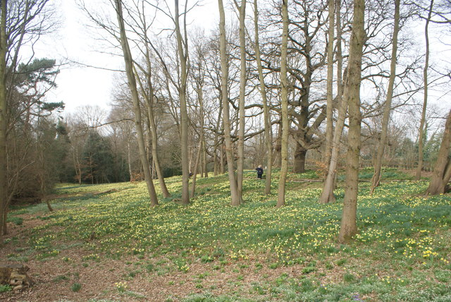 View of trees on the Daffodil Bank in Warley Place