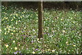 View of a tree among the snowdrops, daffodils and crocuses on the Daffodil Bank in Warley Place