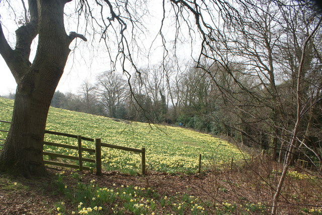 View over the Daffodil Bank from the path encircling the bank in Warley Place