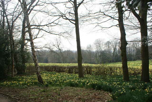 View of trees on the Daffodil Bank in Warley Place #9