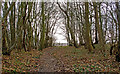 Footpath through small wood, near Nathan