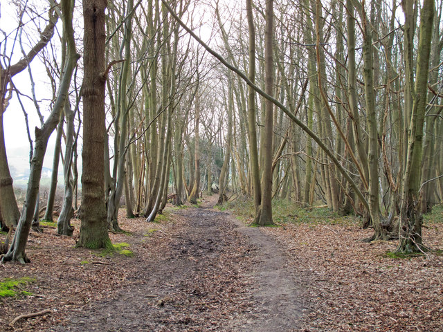 Path in Furness Wood, Margaretting