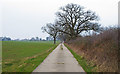 TL6402 : Trees near bridleway to Writtle Park Farm by Roger Jones