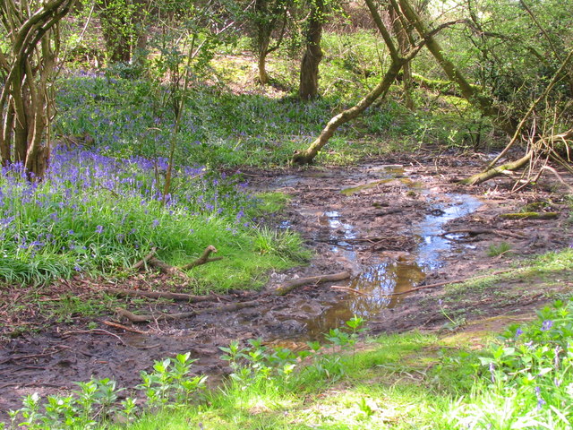 Bluebells and stream, Friars Grove, Colchester