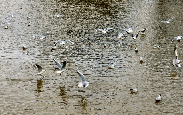 Gulls in Leamington Spa