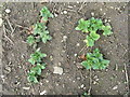 NT2669 : Bean seedlings at Liberton by M J Richardson