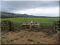 NY6726 : Sheep pasture between Newlands and Glebelands by Christine Johnstone
