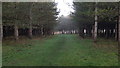 Footpath in woods near Guessburn