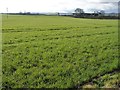 Farmland near Rokeby Close