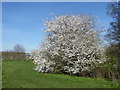 Blossom at Hornchurch Country Park