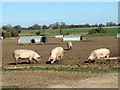 Pigs west of Eccles Common