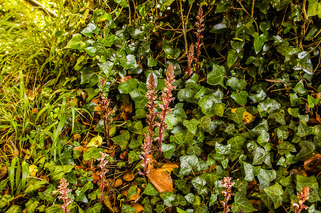 Orobanche hederae (Ivy Broomrape)